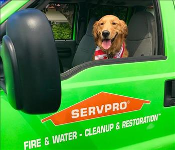 Office Dog smiling in green SERVPRO truck 